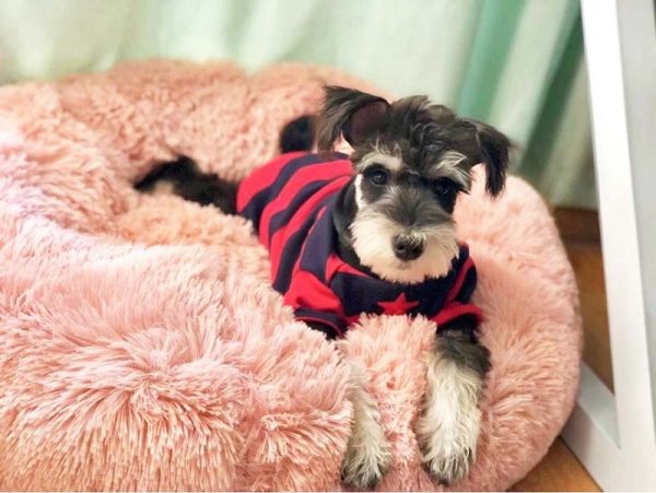 Pet's Round Shaped Fluffy Bed - Image 2