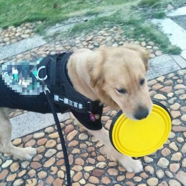 Collapsible Pet Silicone Bowl - Image 3